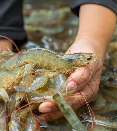 commercial fishing